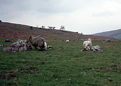 1974 UK Yorkshire Dales 033